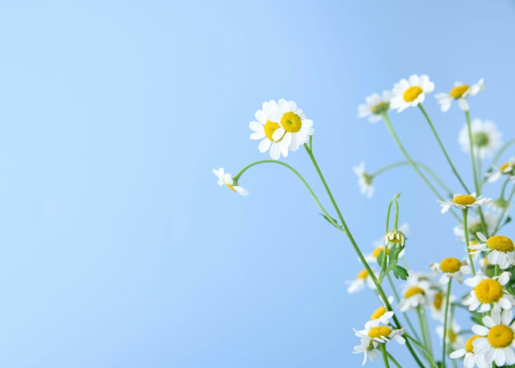 flowers against a blue sky -- spiritual blog