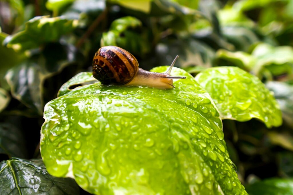 snail on a leaf -- spiritual blog