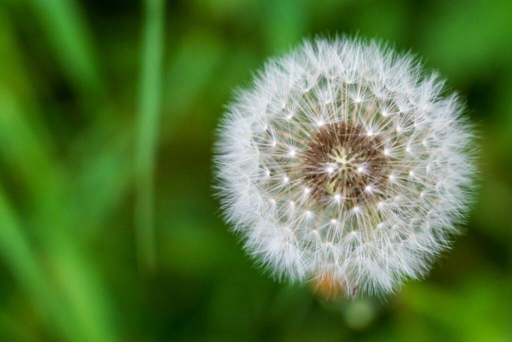 dandelion